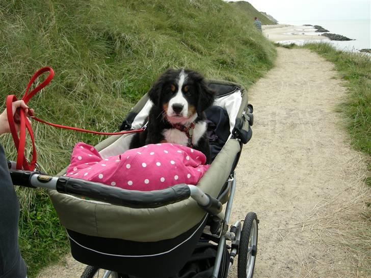 Berner sennenhund Bernerhøjens Hirse of Hon - Heldigt jeg måtte låne Isabellas barnevogn og barnesele. Mine ben kunne næsten ikke bære mig mere.  billede 16
