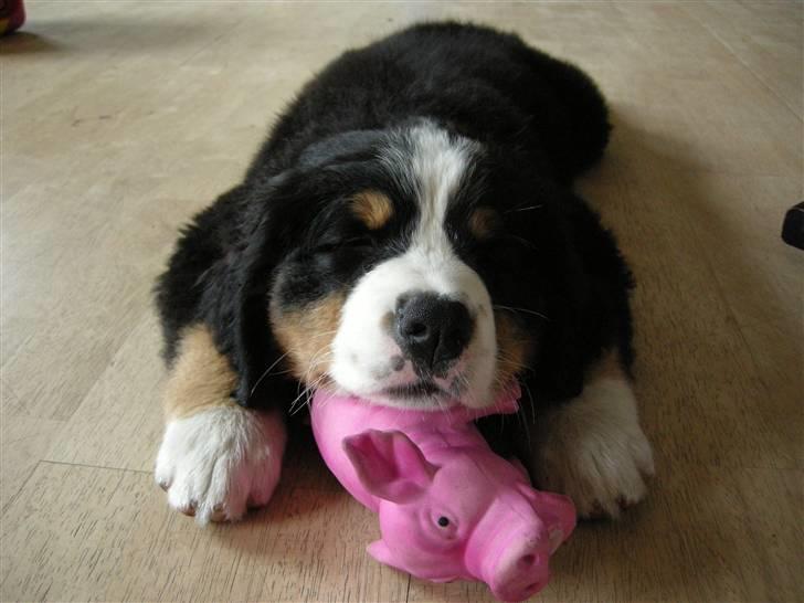 Berner sennenhund Bernerhøjens Hirse of Hon - En træt Carla med sin gris. billede 17