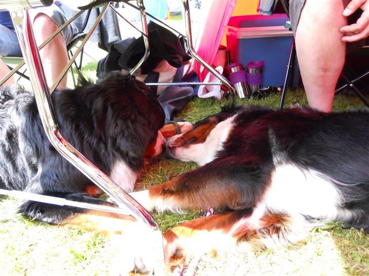 Berner sennenhund Bernerhøjens Hirse of Hon - Et af de siste billeder af Carla. Her kissemisser hun med sin elskede Edge. Bøsøre 2010 billede 18