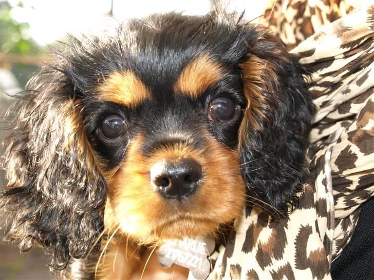 Cavalier king charles spaniel (Souvinier's) Charlie - Skattebassen 5 mdr. billede 1