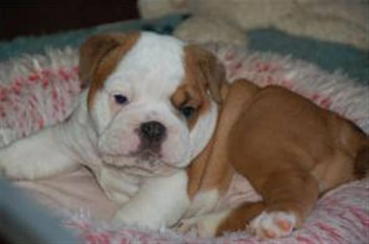 Engelsk bulldog Labor of love Kinibox billede 14