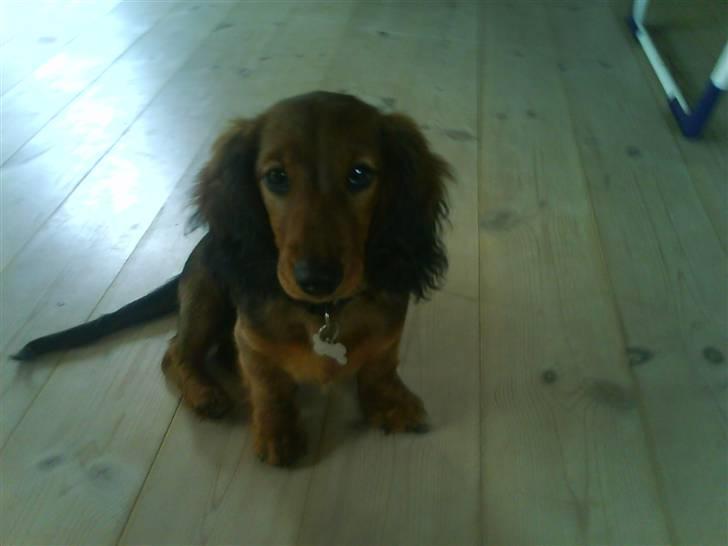 Gravhund Gustav billede 7