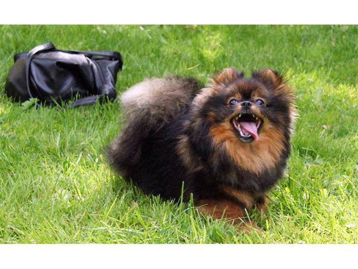 Pomeranian Echo billede 1
