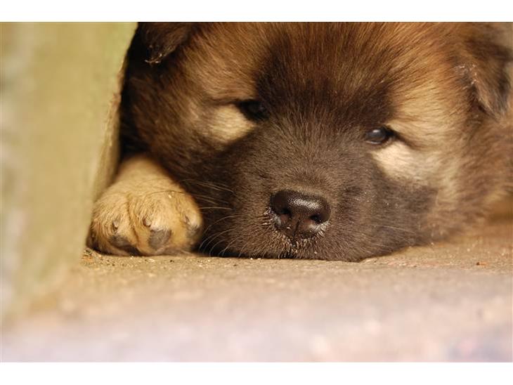 Eurasier Kærlundegårds Uno Jackson - Heej...Velkommen til "My sweet home".. Det var godt at i vækkede mig for det er spisetid.... I MÅ IKKE TAGE ALT MÆLKEN VENNER! billede 1
