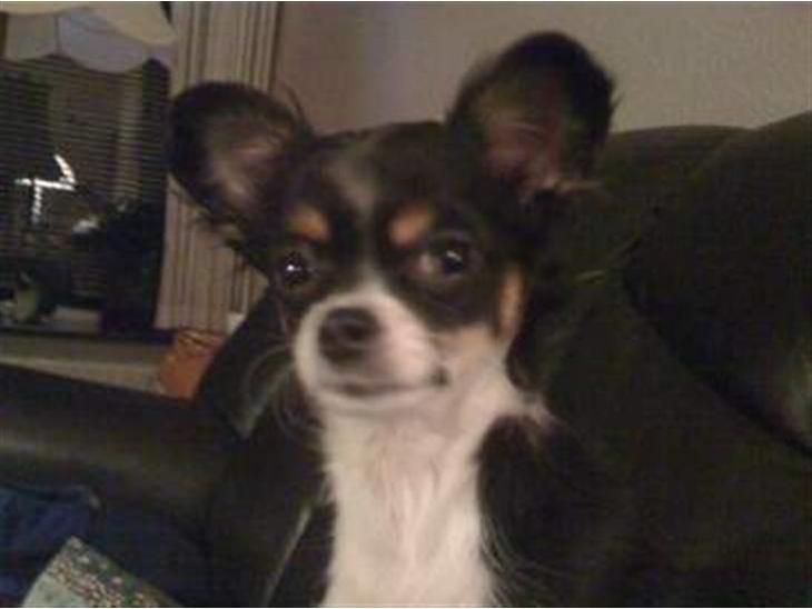 {{currentPhoto.altText}} billede {{currentPhoto.number}}