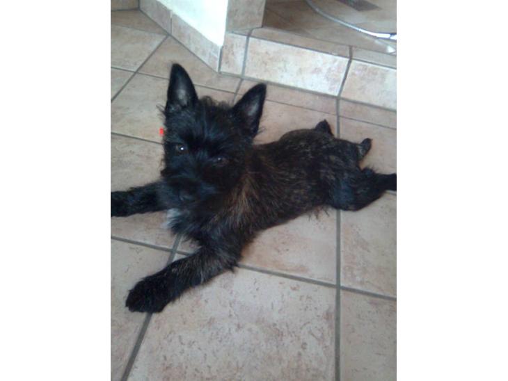 Cairn terrier Thea - jeg elsker bare at ligge i frø-stilling billede 1