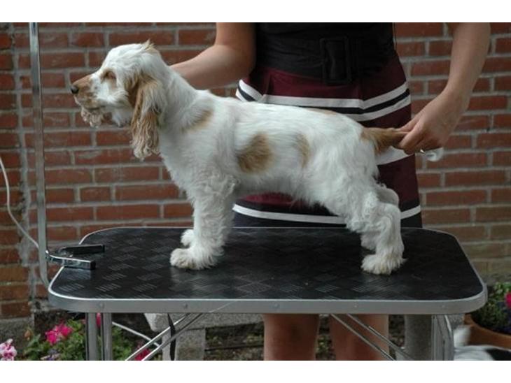 Cocker spaniel Minus billede 1
