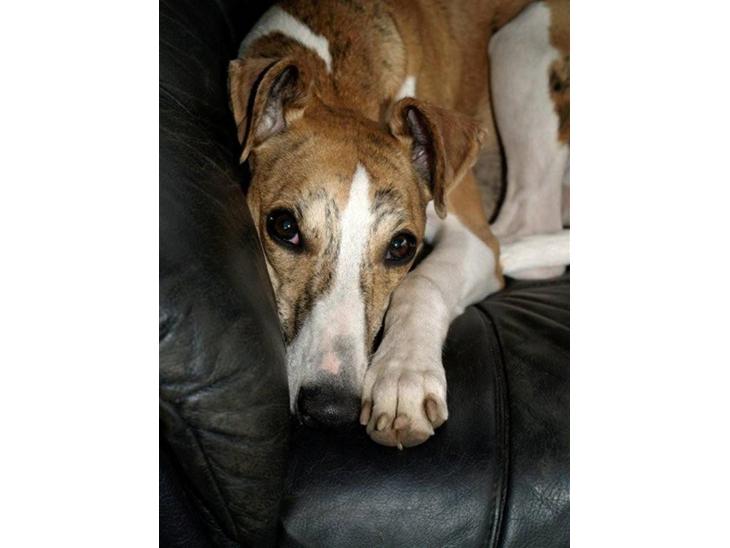Whippet Cilla billede 1