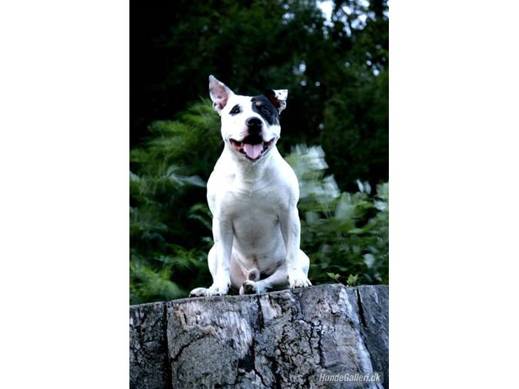 {{currentPhoto.altText}} billede {{currentPhoto.number}}