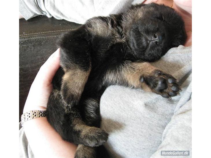 {{currentPhoto.altText}} billede {{currentPhoto.number}}