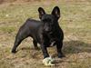 Fransk bulldog Fithian´s Na´isha Delecious Night