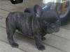Fransk bulldog  A'la'Coccio's Æmito 