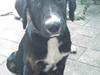 Blanding af racer Malibu solgt :,) [Tidl. hund]