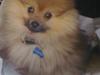 Pomeranian gismo