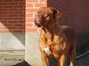 Dogue de bordeaux Royal Bourdeux Aurora