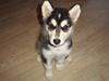 Alaskan malamute Tilde