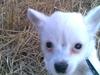Blanding af racer Bella *solgt*