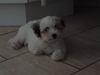 Coton de tulear Gucci