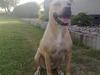 Amerikansk staffordshire terrier SOLLy