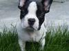 Fransk bulldog Luca