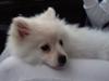 Pomeranian Laika