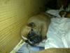 Boxer bonni