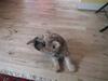 Cairn terrier Pingo (doven hund)