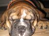 Olde english bulldogge Eddie