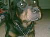 Rottweiler Tyson (Desværre død :'( ) [ Himmelhund]