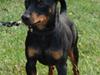 Dvaergpinscher Bevi Ichas