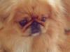 Pekingeser Miss Molly