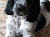 Cocker spaniel Chianti aka Banditten