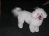 Bichon à poil frisé Fnuggi