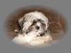 Lhasa apso afrodite [Tidl. hund]