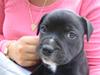 Staffordshire bull terrier Nelly