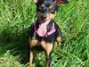 Dvaergpinscher Pepsi