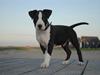 Amerikansk staffordshire terrier Mokai