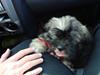 Lhasa apso Anton