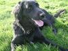 Flat coated retriever Sally