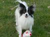 Papillon Gilbert