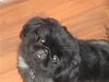 Pekingeser *Quadro*