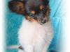 Papillon Knirkebo´s Kalina