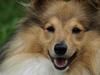 Shetland sheepdog Zimba