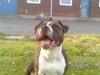 Amerikansk staffordshire terrier Thjino