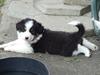 Australian shepherd Jenna