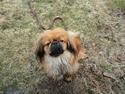 Pekingeser Charlie - Himmelhund 2020