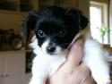 Papillon Kalii