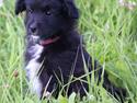 Pyrenæisk hyrdehund Jomgardens Irma