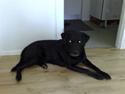 Labrador retriever Bastian  R. I. P.