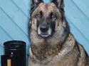 Malinois Zazu